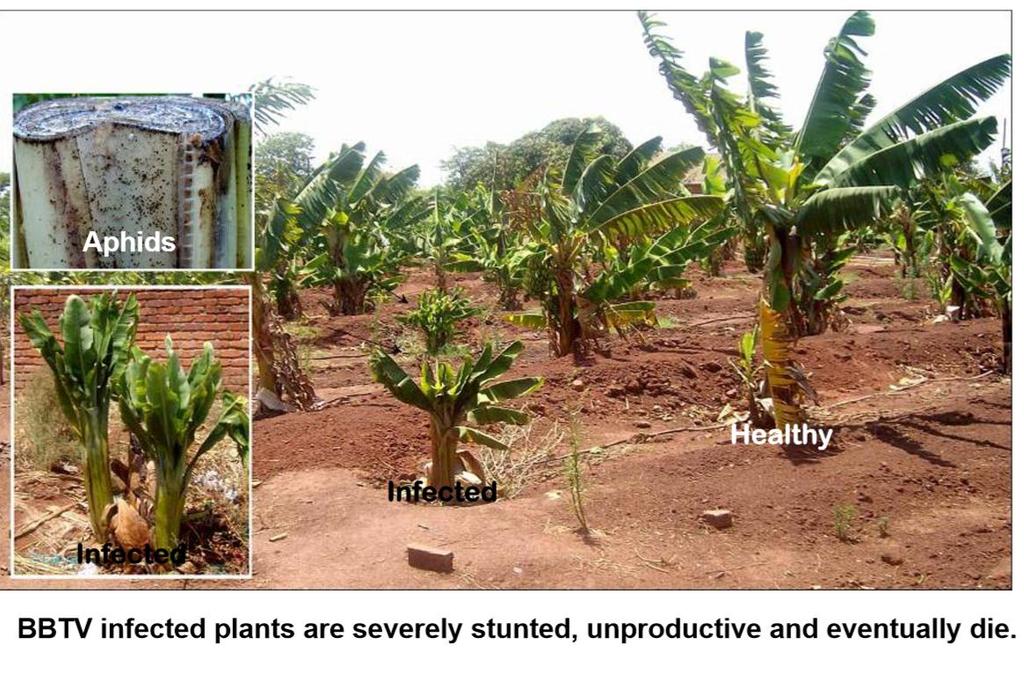 East and Africa: Banana Bunchy Top Virus Spread Planting materials (suckers, corms and uncertified tissue
