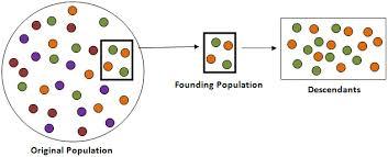 o The effect occurs when a few individuals become isolated from a larger population!
