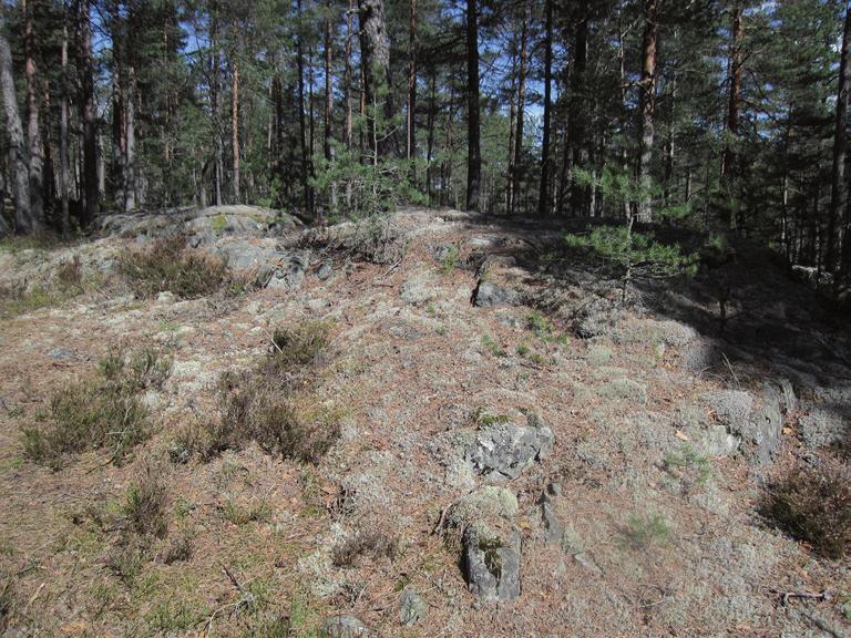 Ecological Spotlights on Mites (Acari) in Norwegian Conifer Forests: A Review DOI: http://dx.doi.org/10.5772/intechopen.83478 2.