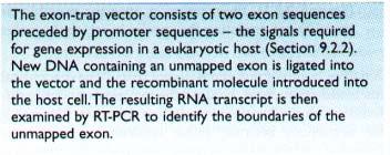 5. Exon trapping (exon amplification) Principle is a genomic clone is inserted into an intron flanked by two artifical exons within an