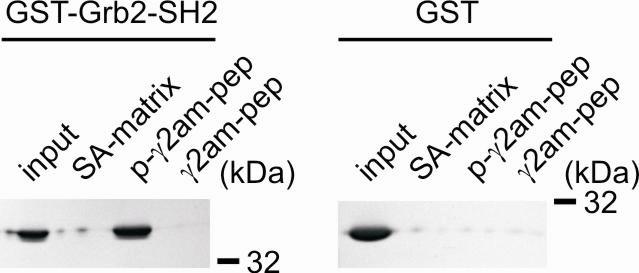 Figure S7 Direct binding between phospho-γ2am and Grb2.