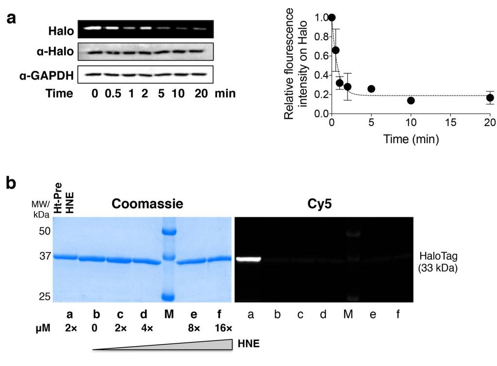 Supplementary Figure 2 Evaluation of time-dependent redox signal release in cells in T-REX method and validation that HaloTag does not react with HNE.