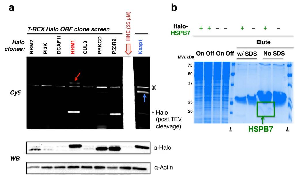 Supplementary Figure 4 T-REX screen of Halo ORF clones for the discovery of novel electrophile-sensitive targets and pulldown validation of expressed proteins exemplified by zebrafish HSPB7.