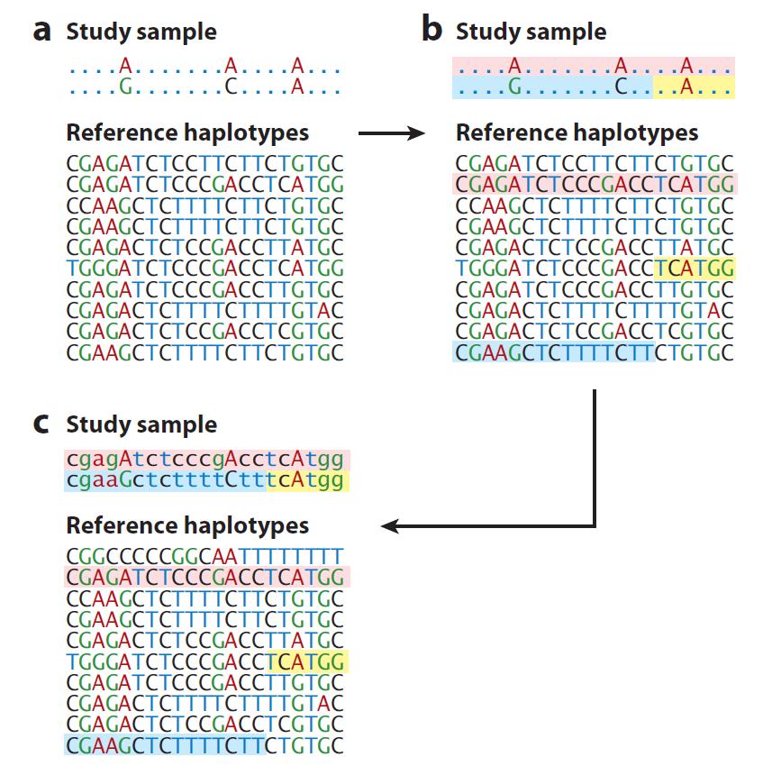 Imputation is a method of dealing with missing genotypes by filling in