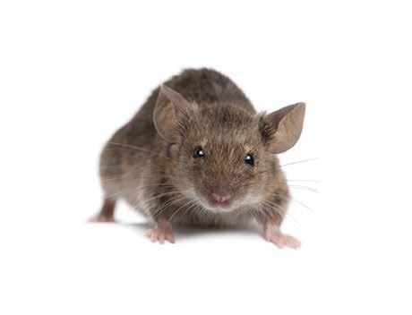 9. Resistance to Anticoagulant Rodenticides Resistance to the anticoagulant rodenticides is a growing problem in the EU.