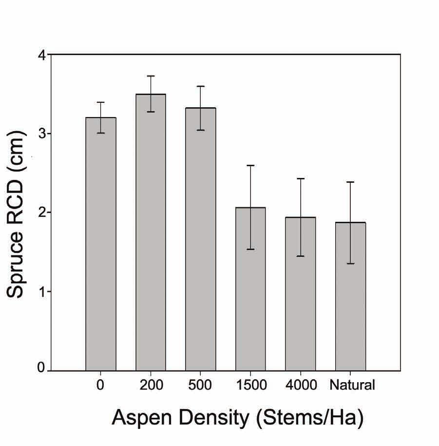 These results from studies of natural stands are supported by recent research on 15 year-old managed mixtures of white spruce and trembling aspen stands in Alberta which found that low densities (up