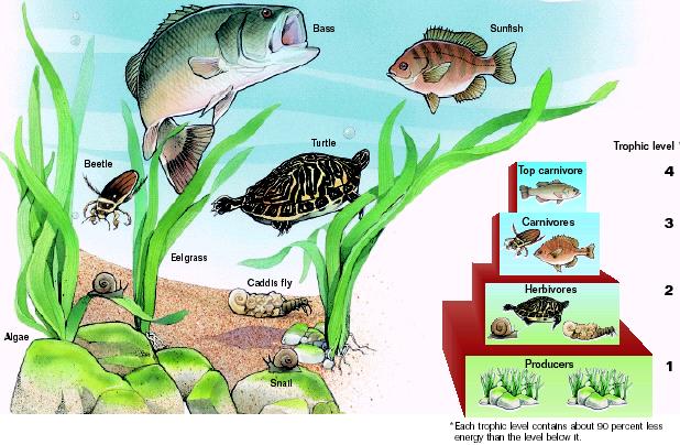 Trophic levels in an aquatic ecosystem 5/23/14 19 8. Materials cycle be