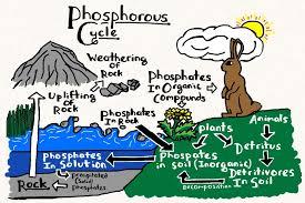 5/23/14 27 The phosphorus