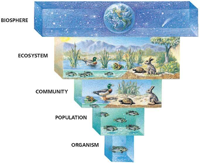 5/23/14 7 FYI Ecosystem boundaries are defined as a matter of convenience What