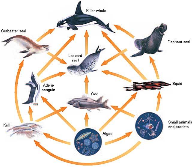 Food Web in an