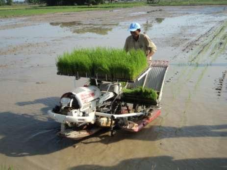 rice seedling