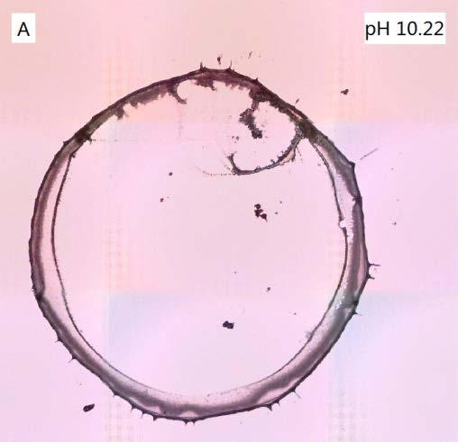 Fig. S7. Microscopic photographs of the formed self-ordered ring (SOR) of AgNPs at ph 10.22 (A) and 11.78 (B). A 1 μl-droplet of a mixture containing 10 μg L -1 As(V), 30.