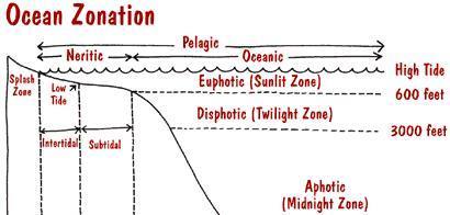 neritic zone (coastal ocean in text) - zone beyond subtidal zone, extending out to the continental