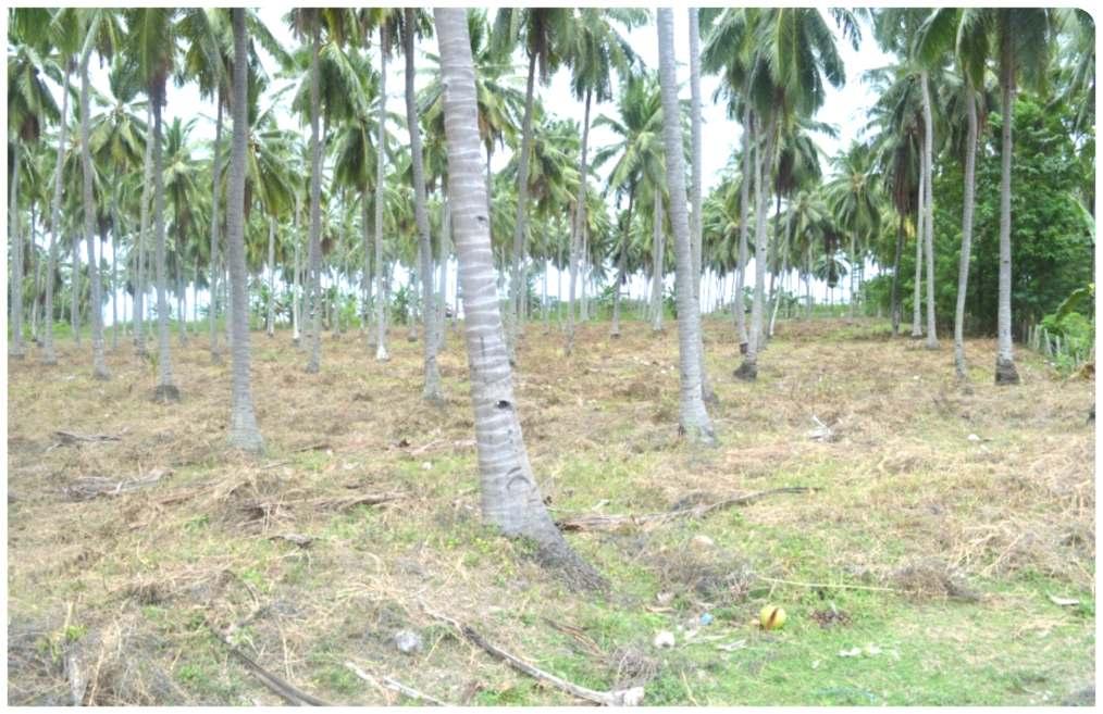 control weed growth by mulching with coconut