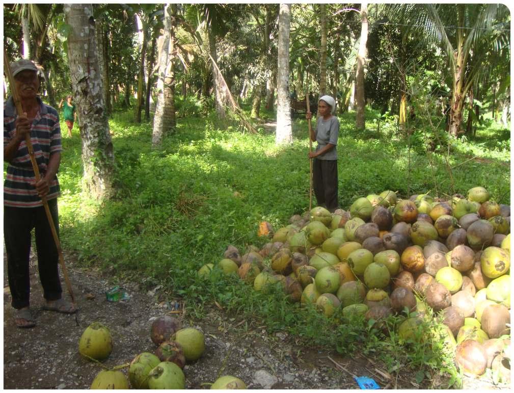 Use coconut husks for kukum drying or for mulching.
