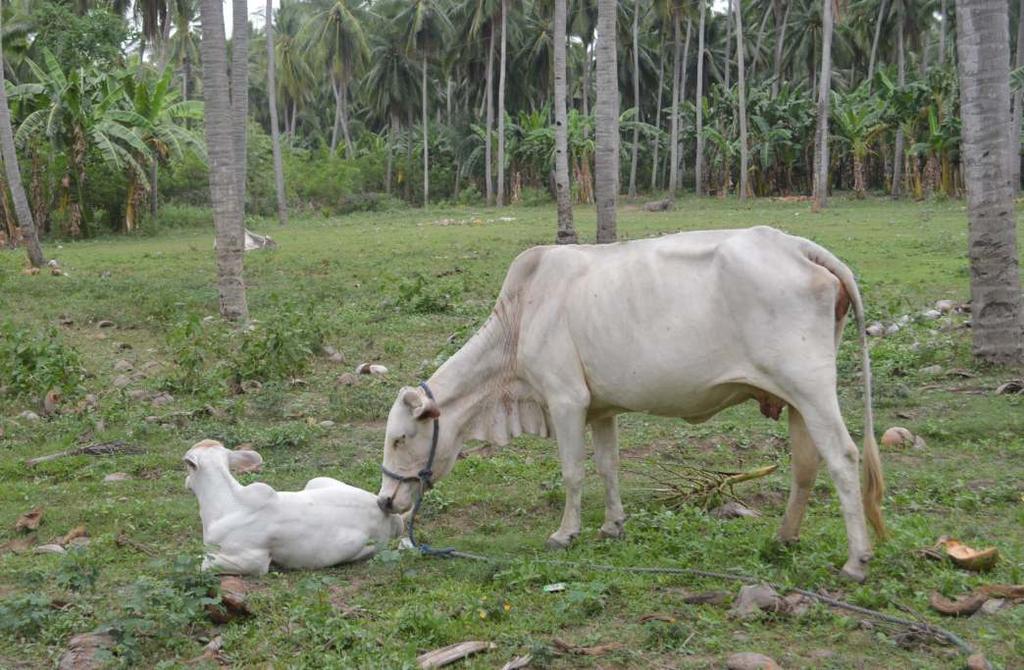 manure. Small livestock (e.g.