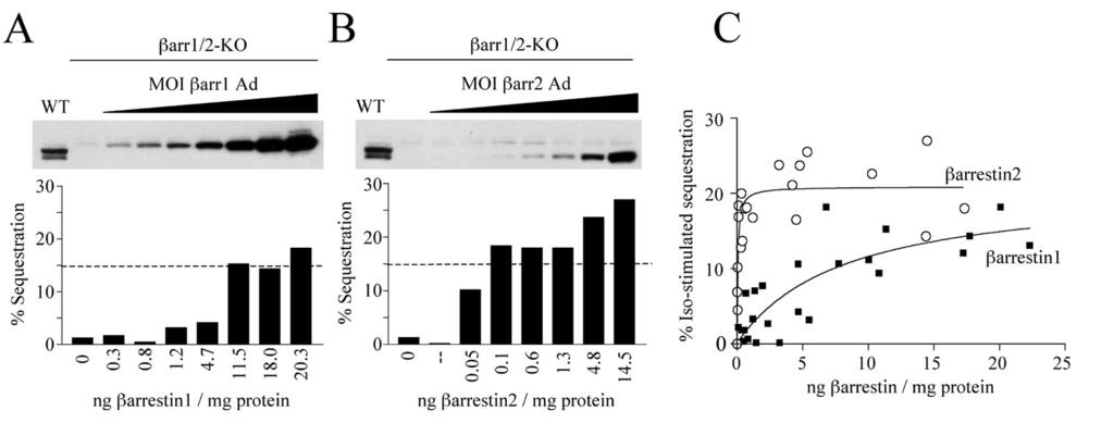 Fig. 5. Reconstitution of agonist-induced 2 -AR sequestration by -arrestin 1 or 2 in arr1 2-KO MEFs.