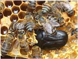Peak honey bee