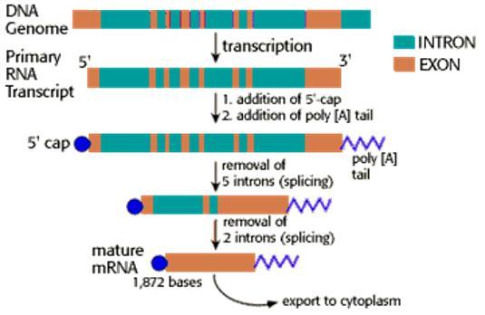 Introns and Phenotypes In prokaryotes, transcription is coupled to translation. In eukaryotes, mrna exports from the nucleus to the ribosome.