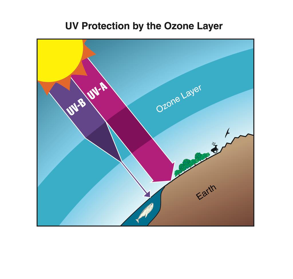 The ozone layer resides in the stratosphere and surrounds the entire Earth. UV-B radiation (280- to 315nanometer (nm) wavelength) from the Sun is strongly absorbed in this layer.
