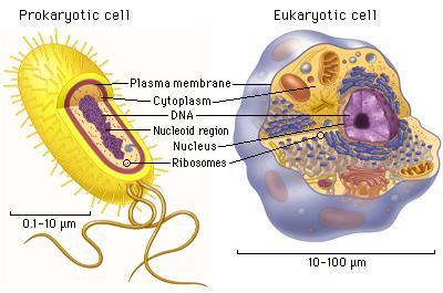 Prokaryotic vs.