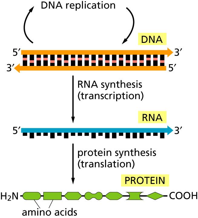 The Central Dogma A single direction of flow of genetic information from the DNA (information store), through RNA, to proteins This scheme holds for all known forms of life, with variations in the