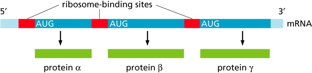 Operon Structure In bacteria, functionally related protein-coding sequences are often clustered together into operons.