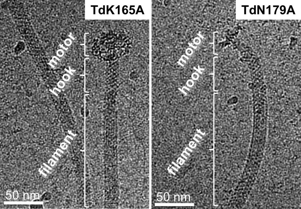 Supplementary Fig.10. Cryo-EM of TdK165A and TdN179A. PFs were purified from the above two mutants and TdC178A (Fig.