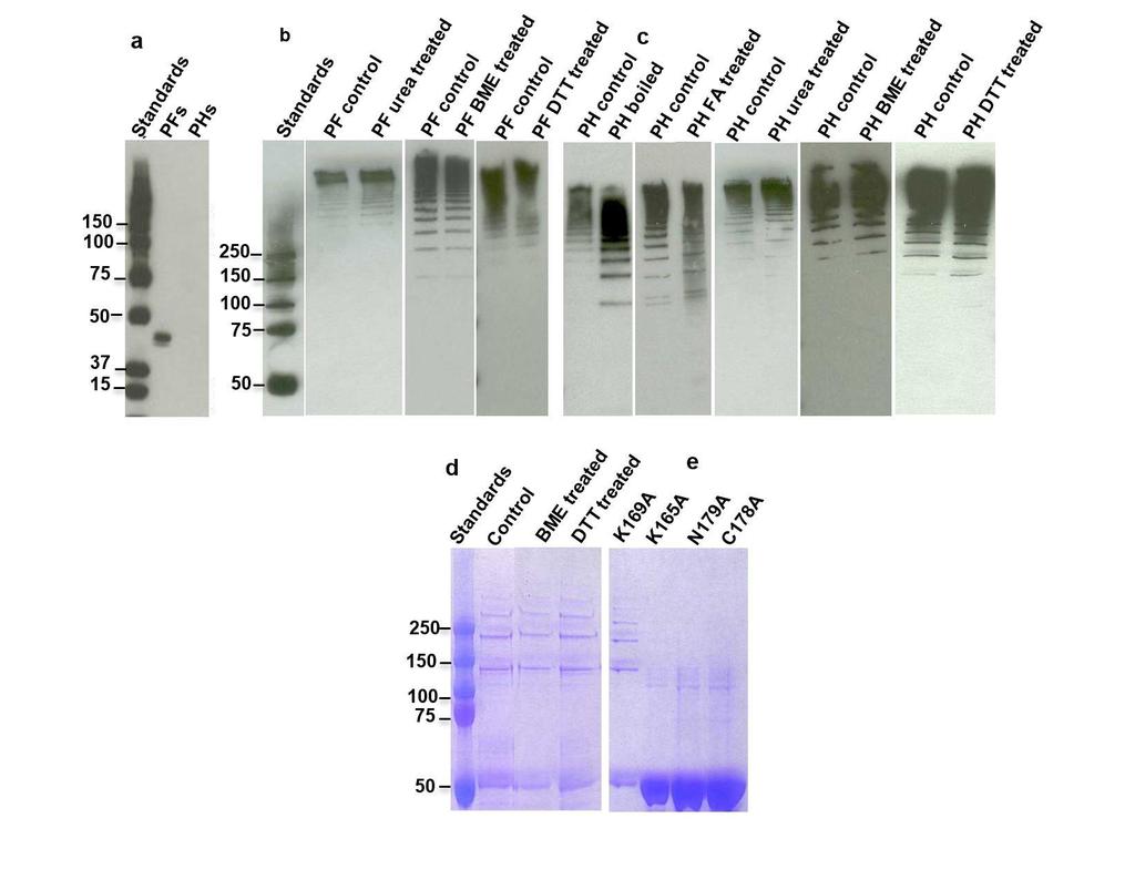 Supplementary Fig 1. Western blot and Imperial staining analysis of T. denticola periplasmic flagella (PFs), polyhooks (PHs), and in vitro synthesized high molecular weight complex (HMWC).