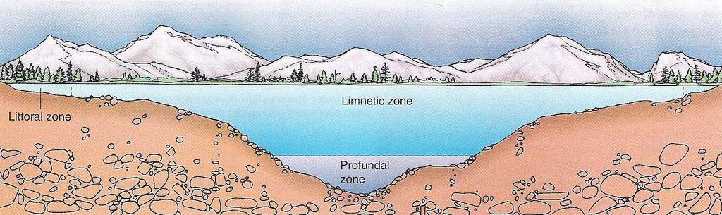 Lakes & Ponds: Standing-Water Ecosystems Standing-Water Ecosystems: A body of freshwater that is surrounded by land and that