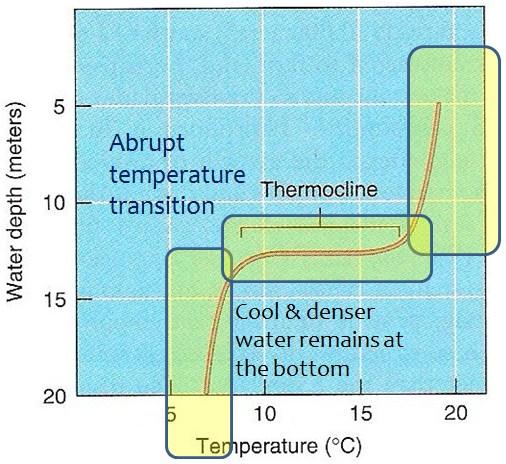 Thermal Stratification & Turnover in Temperate Lakes Thermal stratification: The marked layering of large temperate lakes caused by