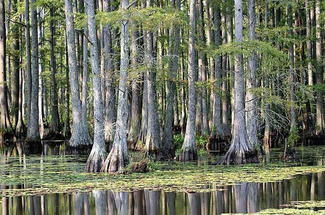 Marshes & Swamps: Freshwater Wetlands Freshwater Wetland: Land that shallow freshwater covers for at least part of the year &