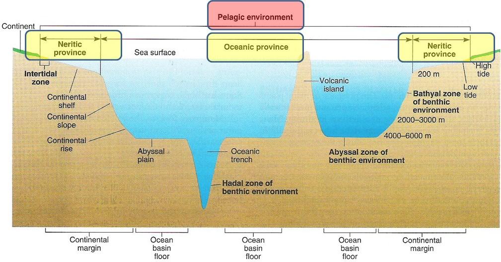 MARINE ECOSYSTEMS Pelagic environment Organisms live in the water Neritic province Shallow waters close to shore