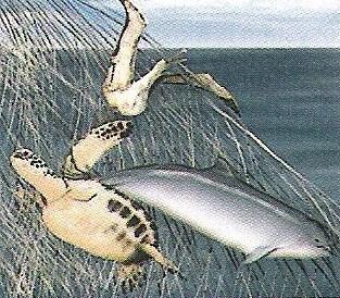 Human Impacts on the Ocean Bycatch Example: Fisherman