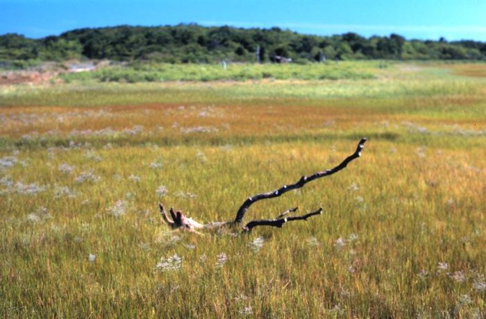 Recent research indicates that coastal wetlands and seagrass communities may capture and store carbon, including carbon dioxide, at rates three to five times greater than forest systems do.
