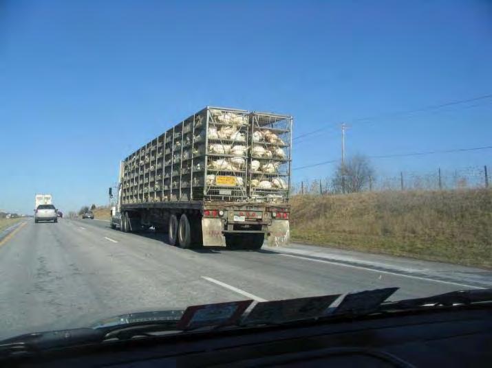 Transportation Issues At no time is livestock & poultry more visible