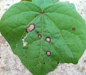 lesions on cotyledons, leaves, stems and bolls. Lesions on the cotyledons and leaves approach 2 mm (<0.1 in) in diameter, are white to light brown and circular in shape.