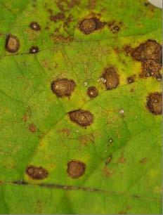 Diagnostic Note: In the field it is often difficult to differentiate Cercospora Leaf Spot from other foliar diseases.