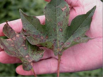 (Photo credit: J.E. Woodward) Foliar symptoms of Cercospora Leaf Spot. (Photo credit: J. Brock) Tapered cylindrical spores of Cercospora gossypina. Cercospora lesions on cotton leaf.