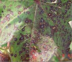 The lesions normally form on the upper leaves in the canopy and start at the leaf margin and move inward. Fields General defoliation associated with Stemphylium Leaf Spot.