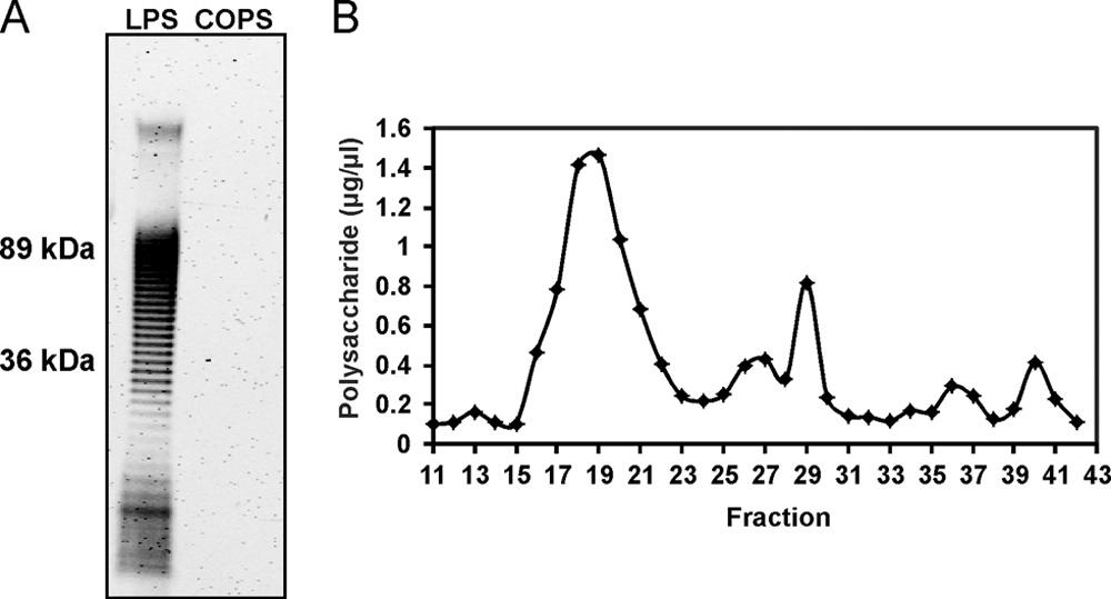 VOL. 79, 2011 S. ENTERITIDIS CORE-OPS-FLAGELLIN CONJUGATE VACCINE 4243 FIG. 1. Gel filtration profile of S. Enteritidis LPS and COPS. (A) SDS-PAGE analysis with Pro-Q staining for 10 gofs.