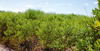 land N Restoration of barren land by the programme Mangrove