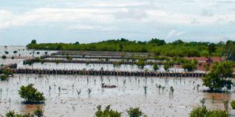 mangroves (after planting) Water Before Erosion site with first new