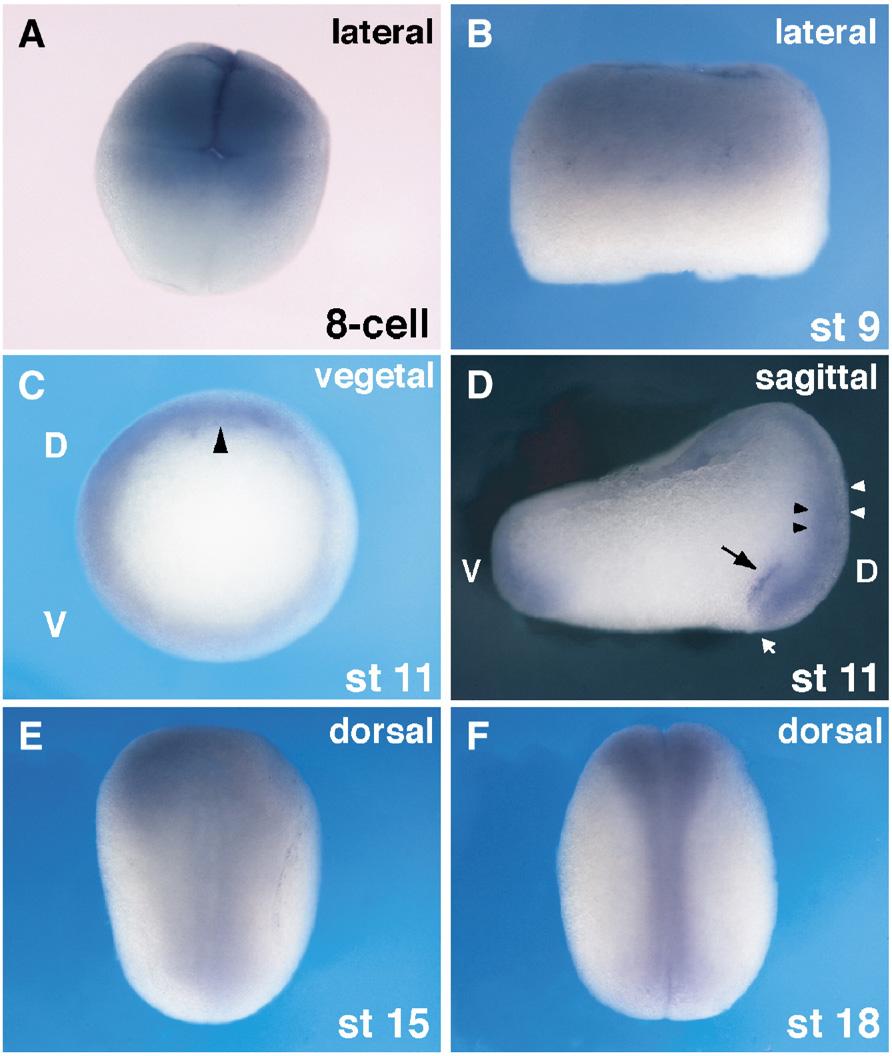 A. Arakawa et al. / Developmental Biology 306 (2007) 160 169 161 Fig. 1. Spatial and temporal pattern of xdel1 expression analyzed by whole-mount in situ hybridization.