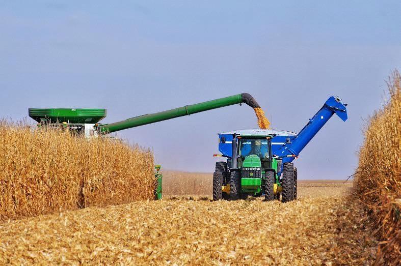 CLM4.5-Crop: Grain is