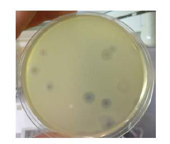 CLOSTRIDIUM PERFRINGES SOMATIC COLIPHAGES Disinfection efficiency of SBBGR followed by filtration and UV or Peracetic acid Results obtained from a lab-scale SBBGR