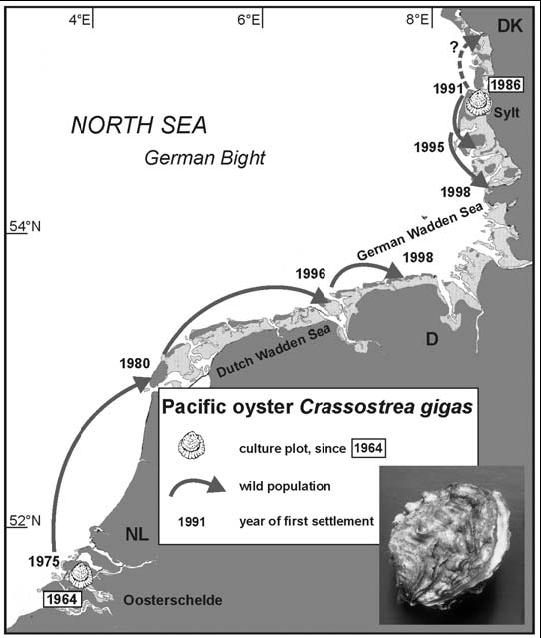 Pacific oyster reefs/habitat type with new structure new habitat type?