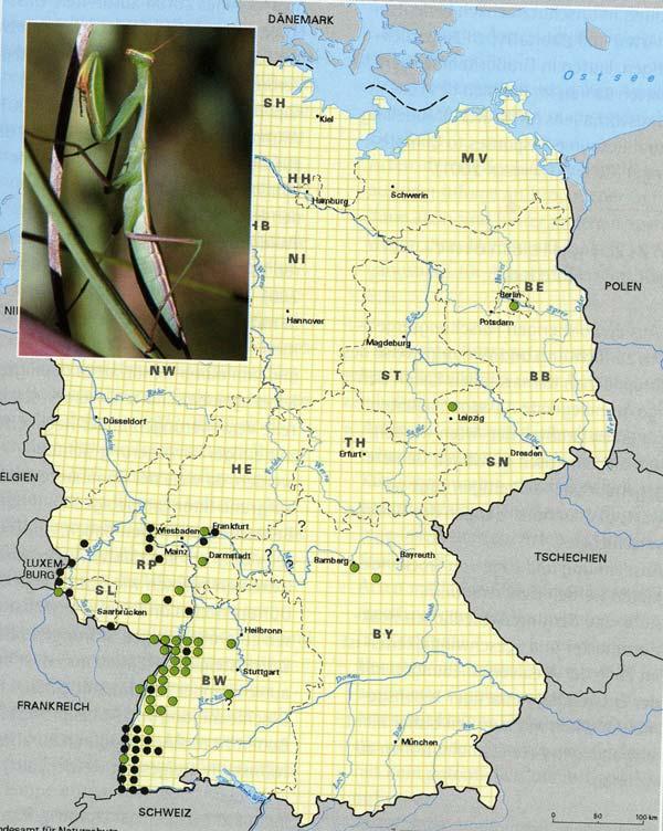 Observed Effects on Biodiversity changes of range changes in species range: migration of species changed distribution of Mantis religiosa