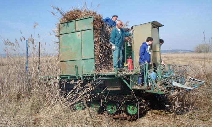Harvesting technologies for reed Operational Characteristics Conventional harvesting vs.