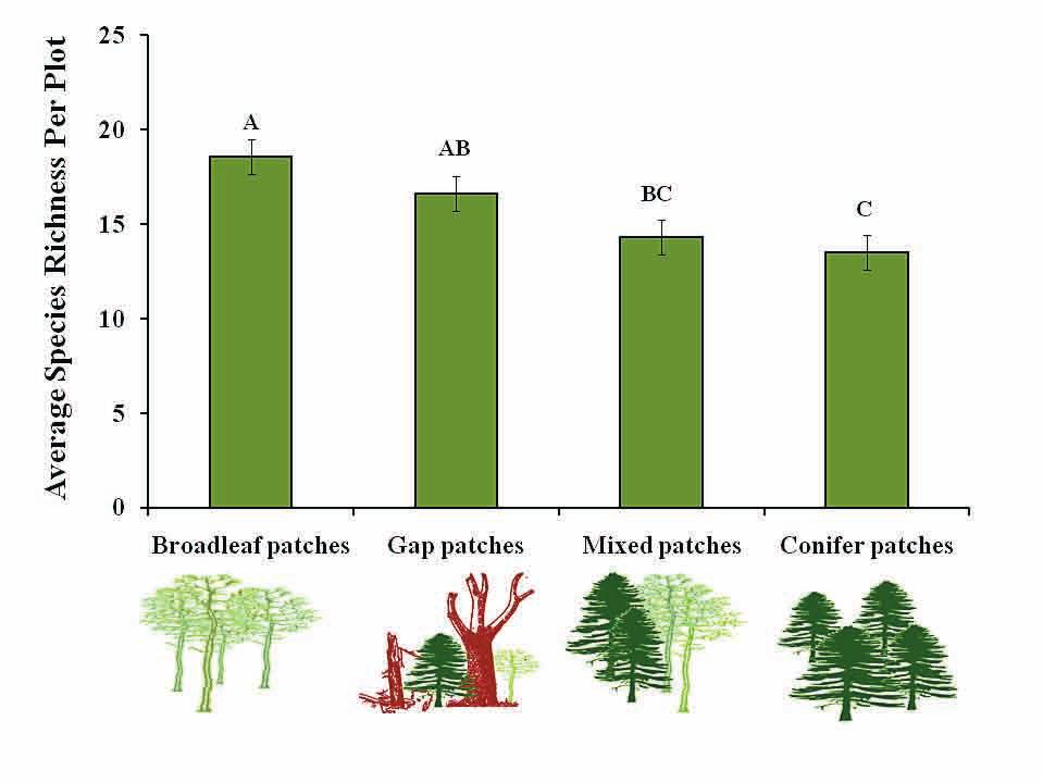Canopy patches support mixedwood diversity We documented an important role of canopy patches in providing habitat islands for species in the mixedwood forest, and